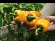 Vertoning film 'Feeding Tomorrow'