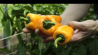 Vertoning film 'Feeding Tomorrow'