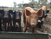 Film: 'New Pigs on the Block' in Club Entree