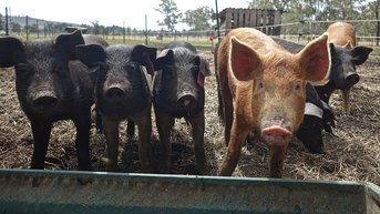 Film: 'New Pigs on the Block' in Club Entree