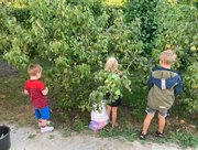 Peren plukken