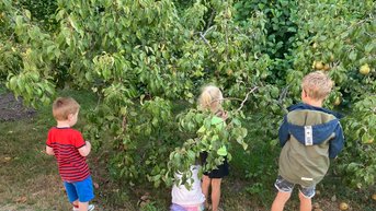 Peren plukken