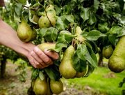 Peren plukken