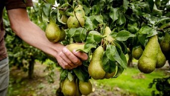 Peren plukken